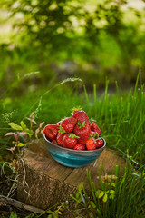 organic strawberries in bowl on stump in garden