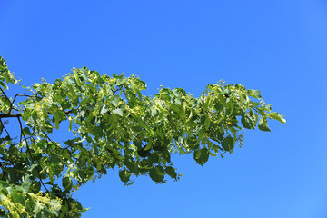 Zielona gałęź lipy z pąkami na tle niebieskiego nieba.