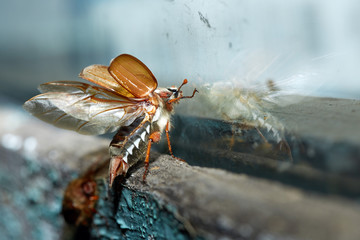 Cockchafer ninght flight near the window glass.