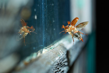 Cockchafer ninght flight near the window glass.