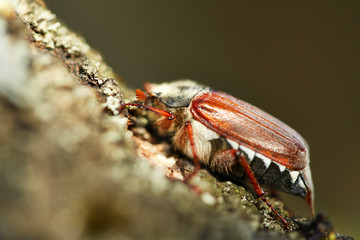 Sleeping cockchafer on the tree. Early morning sunlight.