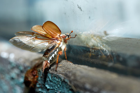 Cockchafer ninght flight near the window glass.