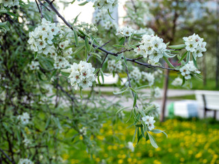 Beautiful apple tree in bloom. Close up of apple blossom. City park on a spring day. Selected focus macro flower photography. Shallow depth of field. Blurred floral background.
