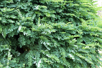 Green trees, flowers and nature make cities livable.