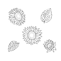 Sketch sunflowers isolated set. Hand drawn outline sunflowers collection.