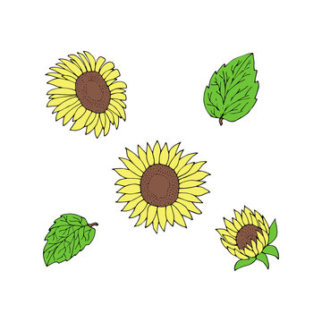 Sketch sunflowers isolated set. Hand drawn outline sunflowers collection.