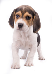 Full body portrait of beagle puppy dog isolated on white bakcground -text space on the right-