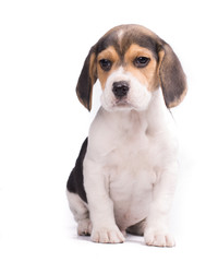 Portrait of beautiful dog puppy beagle siated on isolated white background