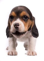Funny photo of a dog, puppy beagle with the mouth opened eating something
