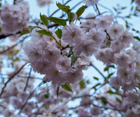 Cherry blossom tree in bloom. Closeup Sakura flowers on blue sky background. Garden on sunny spring day. Soft focus floral photography. Shallow depth of field.