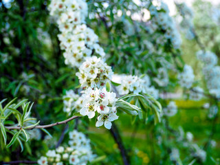 Beautiful apple tree in bloom. Close up of apple blossom. City park on a spring day. Selected focus macro flower photography. Shallow depth of field. Blurred floral background.