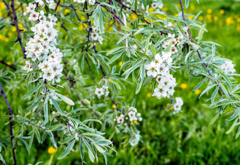 Beautiful apple tree in bloom. Close up of apple blossom. City park on a spring day. Selected focus macro flower photography. Shallow depth of field. Blurred floral background.