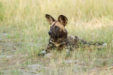 African wild dog, Lycaon pictus, walking in the water. Hunting painted dog with big ears, beautiful wild animal in habitat. Wildlife nature, Moremi, Okavanago delta, Botswana, Africa