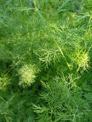 juicy greens dill natural food