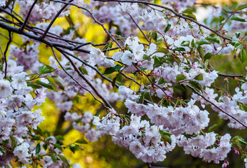 Closeup sakura flowers on blurred bokeh background. Cherry blossom branch in bloom.Garden on sunny spring day. Soft focus macro floral photography. Shallow depth of field.