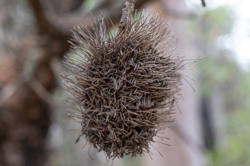 Dead Bottle Brush plant in the Australian outback