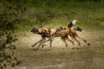 African wild dog, Lycaon pictus, walking in the water. Hunting painted dog with big ears, beautiful wild animal in habitat. Wildlife nature, Moremi, Okavanago delta, Botswana, Africa