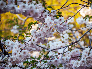 Closeup sakura flowers on blurred bokeh background. Cherry blossom branch in bloom.Garden on sunny spring day. Soft focus macro floral photography. Shallow depth of field. 
