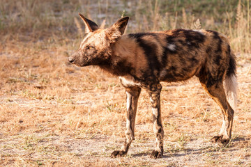 African wild dog, Lycaon pictus, walking in the water. Hunting painted dog with big ears, beautiful wild animal in habitat. Wildlife nature, Moremi, Okavanago delta, Botswana, Africa