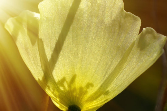 Yellow poppy, velvety flower opens towards the sun
