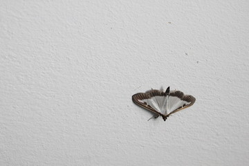 Buchsbaumzünsler an der Wand