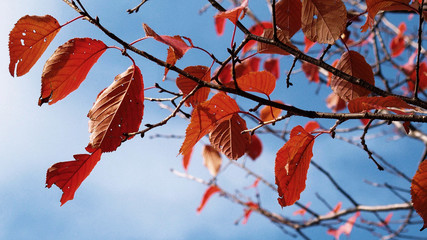 Autumn leaves