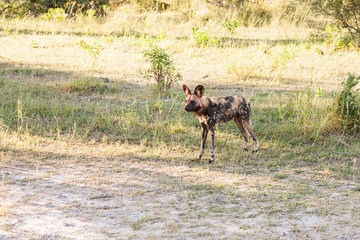 African wild dog, Lycaon pictus, walking in the water. Hunting painted dog with big ears, beautiful wild animal in habitat. Wildlife nature, Moremi, Okavanago delta, Botswana, Africa