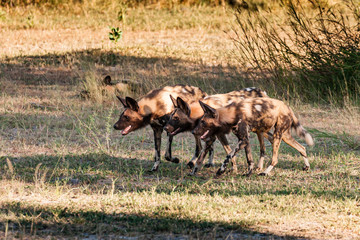 African wild dog, Lycaon pictus, walking in the water. Hunting painted dog with big ears, beautiful wild animal in habitat. Wildlife nature, Moremi, Okavanago delta, Botswana, Africa