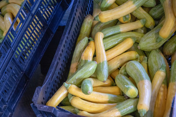 Closeup of green and yellow zephyr squash on display in bins at a summer farmer's market.