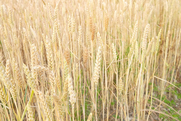 field of wheat