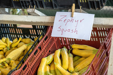Zephyr summer squash on display in red and black plastic bins at a farmer's market.