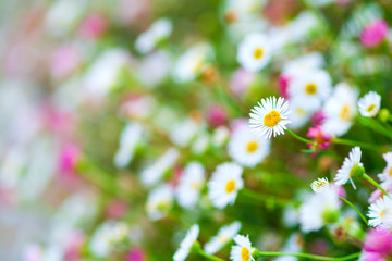 Close up Marguerite field (garden daisy, bellis perennis). Nature background. Selective focus © thayra83