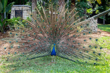 Mail peacock spreading tail feathers