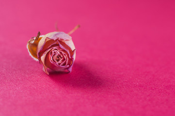 withered flower dwarf room rose pink color on a gentle pink background, close-up