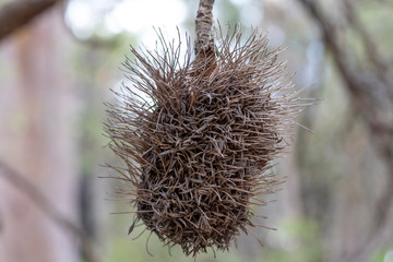 Dead Bottle Brush plant in the Australian outback