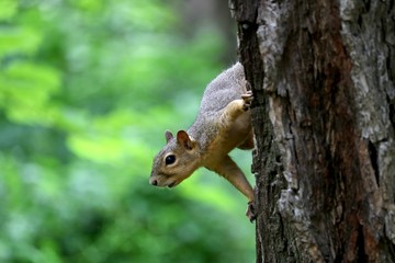 Naklejka na ściany i meble Closeup of a squirrel on a tree aware of its surroundings