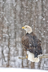 Bald eagle in snowfall