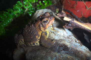 toad brown amphibian wild environment bufo frog