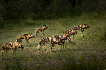 African wild dog, Lycaon pictus, walking in the water. Hunting painted dog with big ears, beautiful...
