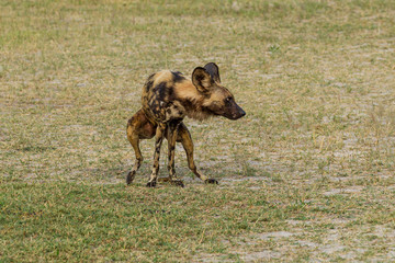African wild dog, Lycaon pictus, walking in the water. Hunting painted dog with big ears, beautiful wild animal in habitat. Wildlife nature, Moremi, Okavanago delta, Botswana, Africa