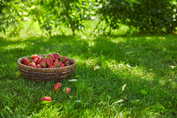 sweet red strawberries in wicker basket in green garden