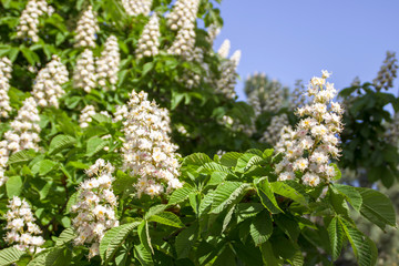 Flowering chestnut horse. White bunches of chestnut flowers on blue sky background
