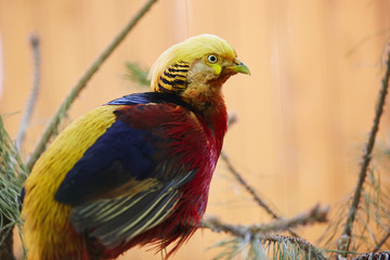 Golden Pheasant. Chrysolophus pictus