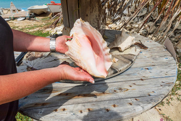 Muschel in der Hand mit einem Berg aus Muscheln und Fischerboten im Hintergrund, Kralendijk...