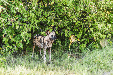 African wild dog, Lycaon pictus, walking in the water. Hunting painted dog with big ears, beautiful wild animal in habitat. Wildlife nature, Moremi, Okavanago delta, Botswana, Africa