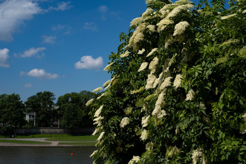 Blooming elderberry on the embankment of the Vistula, Krakow, Poland