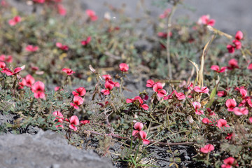 red flowers in garden