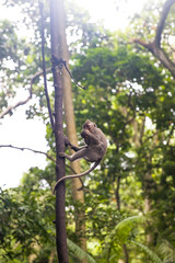 Balinese long tailed monkey