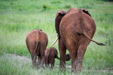 Family of elephants