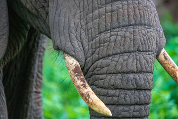 African Elephant close-up